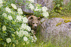 brown bear