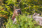 brown bear