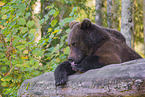 brown bear