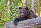 brown bear