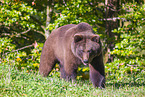 brown bear