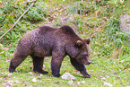 brown bear