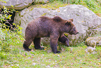 brown bear