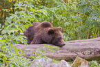 brown bear