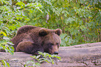 brown bear
