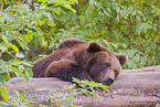 brown bear