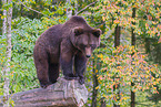 brown bear