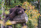 brown bear