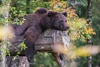 brown bear