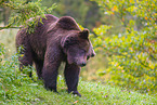 brown bear