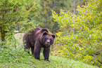 brown bear