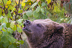 brown bear