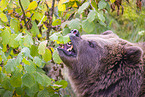 brown bear
