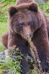 brown bear