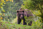 brown bear