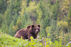 brown bear