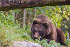 brown bear