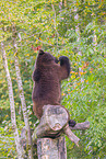brown bear