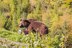 brown bear