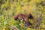 brown bear