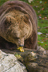 brown bear