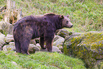 brown bear