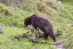 brown bear