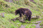brown bear