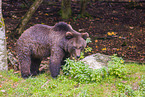 brown bear