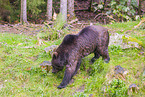brown bear