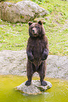 brown bear