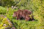 brown bear
