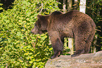 brown bear