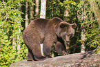 brown bear