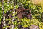 brown bear