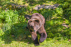 brown bear