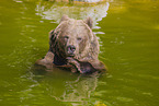 brown bear