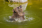 brown bear