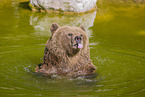 brown bear