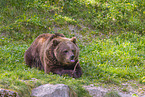 brown bear