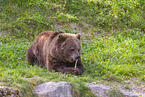 brown bear