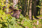 brown bear
