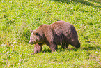 brown bear