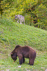 European Brown Bear