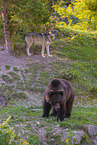 European Brown Bear