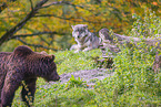 European Brown Bear