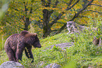 European Brown Bear
