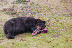 brown bear