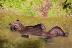 brown bear