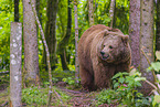 brown bear